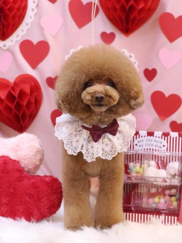 20240211こじろうくん